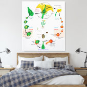 Bloemen Plant Angiosperm Levenscyclus Diagram Graf Canvas Afdruk (Insitu (Slaapkamer))