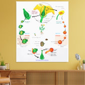 Bloemen Plant Angiosperm Levenscyclus Diagram Graf Canvas Afdruk (Insitu (Woonkamer))