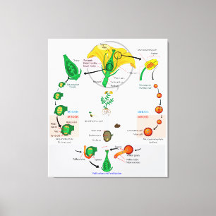 Bloemen Plant Angiosperm Levenscyclus Diagram Graf Canvas Afdruk