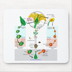 Bloemen Plant Angiosperm Levenscyclus Diagram Graf Muismat
