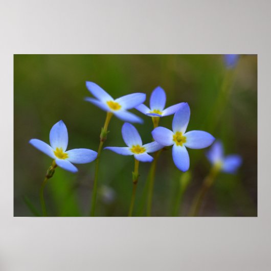 Bloemen Poster (Voorkant)