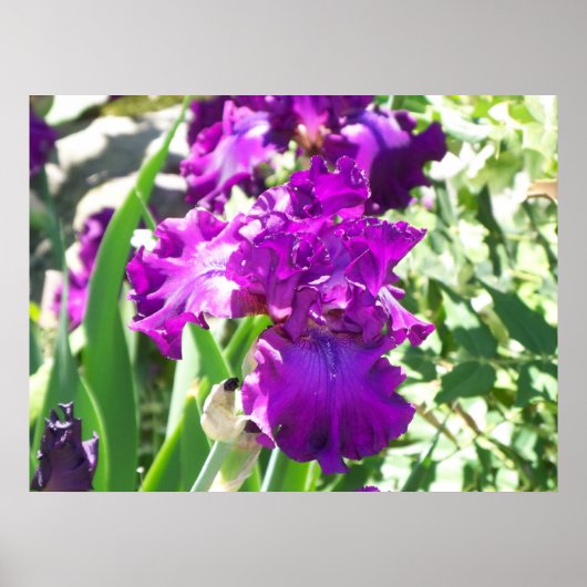 bloemen poster (Voorkant)