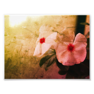 Bloemen Retro Afbeelding Kodak Professional Foto Afdruk