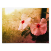 Bloemen Retro Afbeelding Kodak Professional Foto Foto Afdruk (Voorkant)