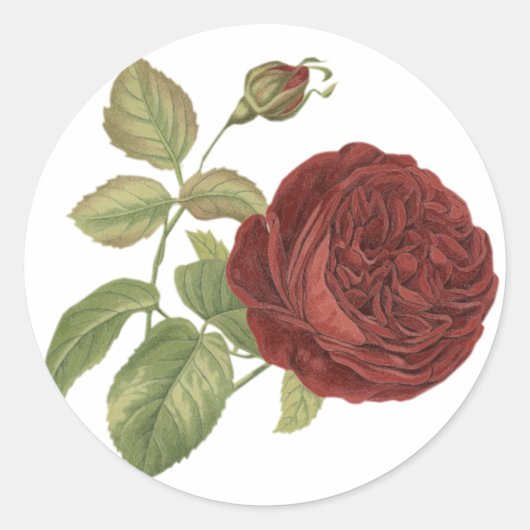 Bloemen rood Bourgogne Roos - Bruiloft Ronde Sticker (Voorkant)