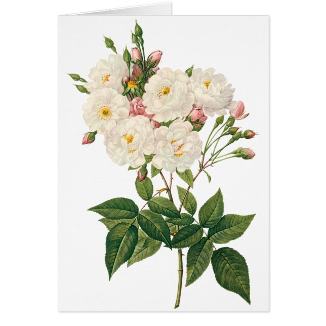  bloemen Roos van het Blush Noisette (Voorkant)