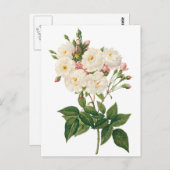  bloemen Roos van het Blush Noisette Briefkaart (Voorkant / Achterkant)