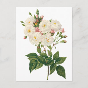  bloemen Roos van het Blush Noisette Briefkaart