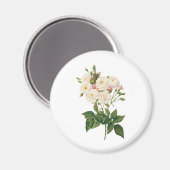  bloemen Roos van het Blush Noisette Magneet (Voorkant / Achterkant)