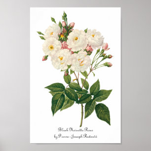 bloemen Roos van het Blush Noisette Poster
