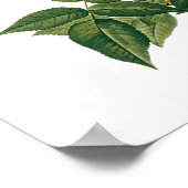 bloemen Roos van het Blush Noisette Poster (Hoek)