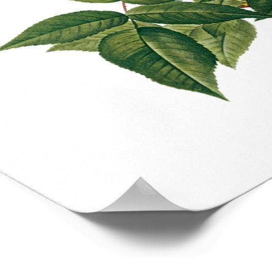 bloemen Roos van het Blush Noisette Poster (Hoek)