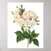 bloemen Roos van het Blush Noisette Poster (Voorkant)