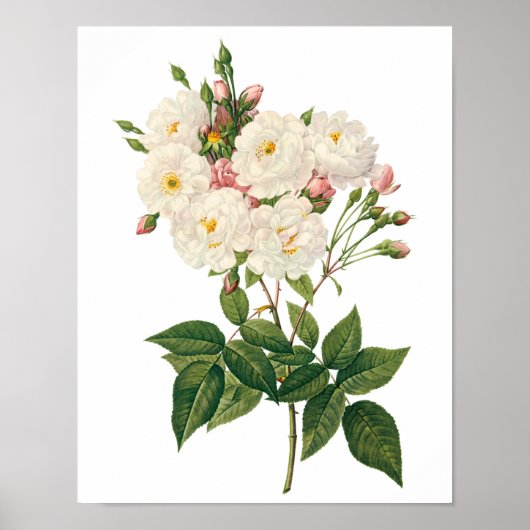 bloemen Roos van het Blush Noisette Poster (Voorkant)