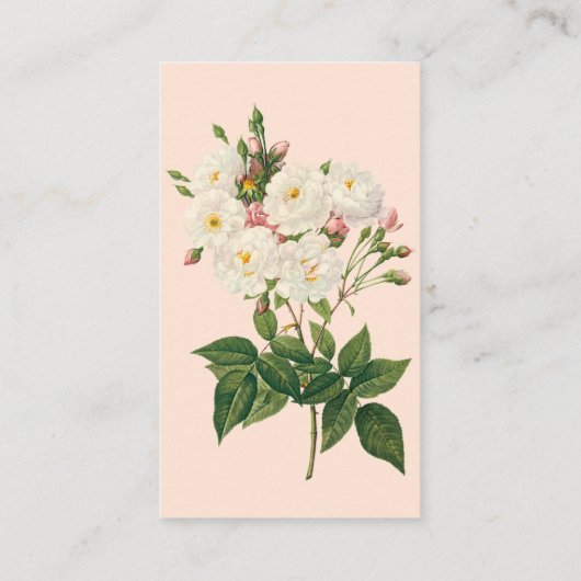  bloemen Roos van het Blush Noisette Visitekaartje (Achterkant)