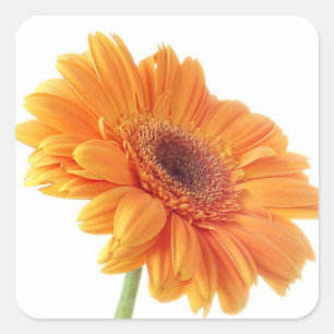 Bloemen Sinaasappel Gerbera Daisy Flower bruiloft Vierkante Sticker