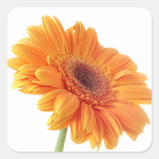 Bloemen Sinaasappel Gerbera Daisy Flower bruiloft Vierkante Sticker (Voorkant)