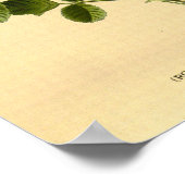 Bloemen Sinaasappel Pompon Roos Natuur Botanisch Poster (Hoek)