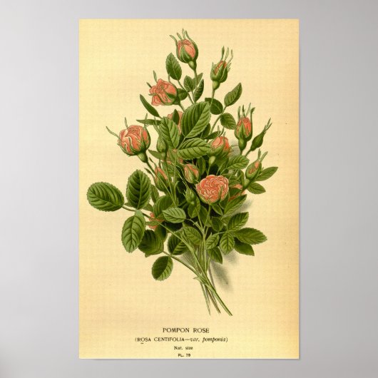 Bloemen Sinaasappel Pompon Roos Natuur Botanisch Poster (Voorkant)
