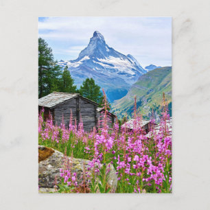Bloemen   Summer Matterhorn Zwitserland Briefkaart