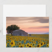 Bloemen | Sunflower Field Provence, Frankrijk Bedankkaart (Voorkant / Achterkant)