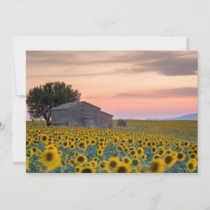 Bloemen   Sunflower Field Provence, Frankrijk Bedankkaart