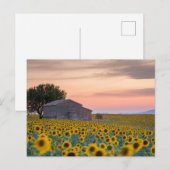 Bloemen | Sunflower Field Provence, Frankrijk Briefkaart (Voorkant / Achterkant)