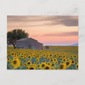 Bloemen | Sunflower Field Provence, Frankrijk Briefkaart (Voorkant)