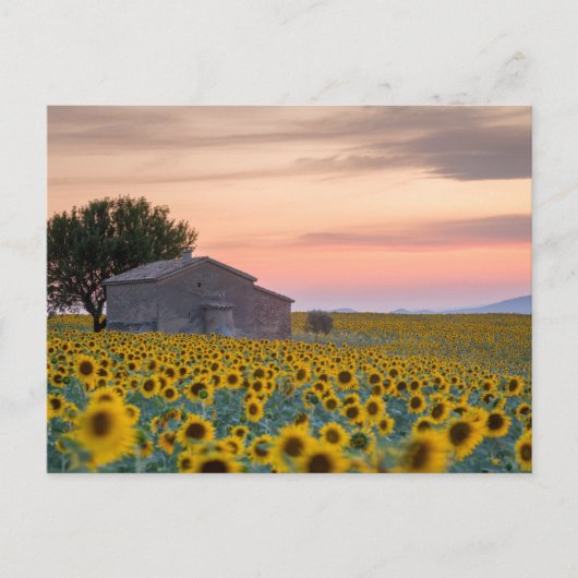 Bloemen | Sunflower Field Provence, Frankrijk Briefkaart (Voorkant)