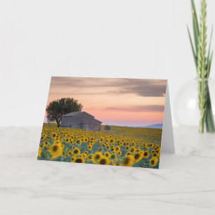Bloemen Sunflower Field Provence, Frankrijk Kaart