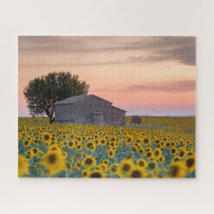 Bloemen   Sunflower Field Provence, Frankrijk Legpuzzel