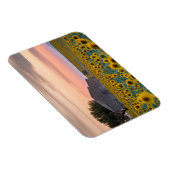 Bloemen | Sunflower Field Provence, Frankrijk Magneet (Rechterzijde)