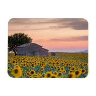 Bloemen   Sunflower Field Provence, Frankrijk Magneet