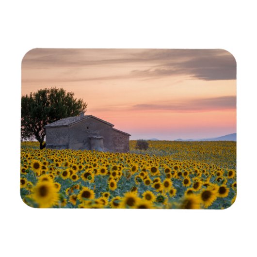 Bloemen | Sunflower Field Provence, Frankrijk Magneet (Horizontaal)