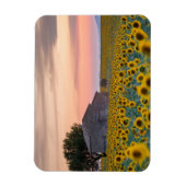 Bloemen | Sunflower Field Provence, Frankrijk Magneet (Verticaal)