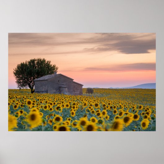 Bloemen | Sunflower Field Provence, Frankrijk Poster (Voorkant)