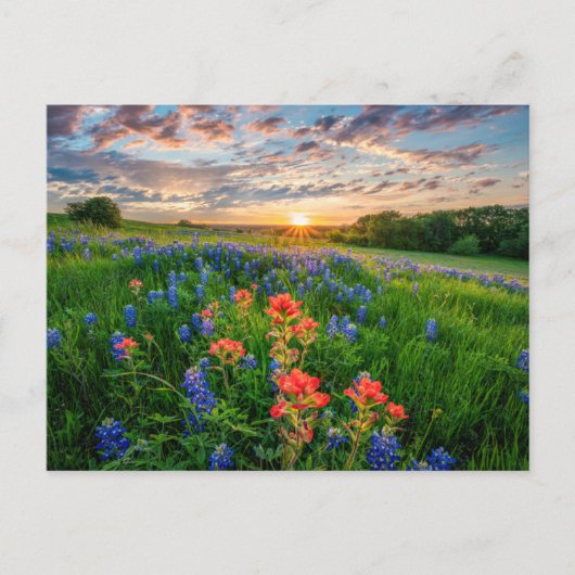 Bloemen | Texas Bluebonnets & Indian Paintborstel Briefkaart (Voorkant)