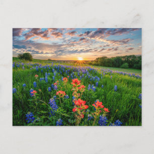Bloemen   Texas Bluebonnets & Indian Paintborstel Briefkaart