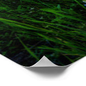 Bloemen | Texas Bluebonnets & Indian Paintborstel Poster (Hoek)