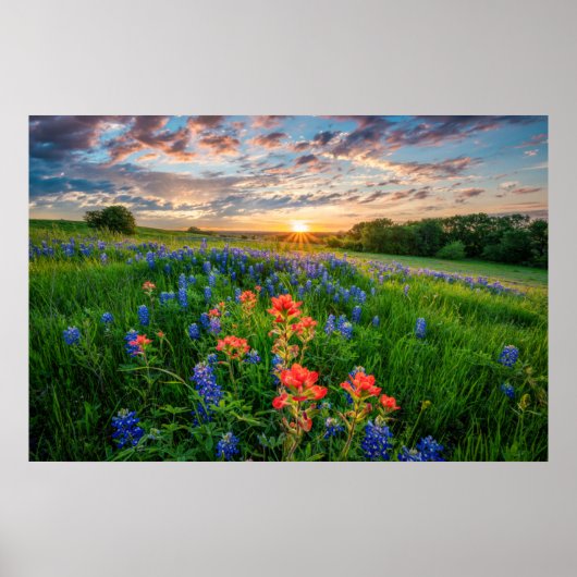 Bloemen | Texas Bluebonnets & Indian Paintborstel Poster (Voorkant)