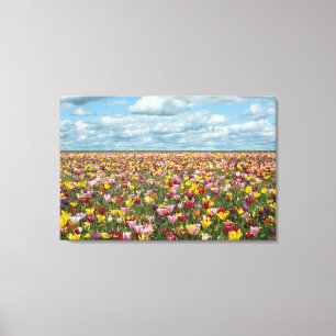 Bloemen   Tulpen Willamette Valley Oregon Canvas Afdruk