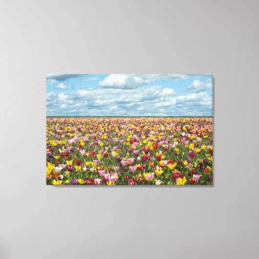 Bloemen | Tulpen Willamette Valley Oregon Canvas Afdruk (Voorkant)