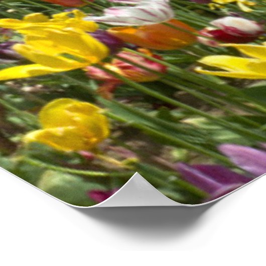 Bloemen | Tulpen Willamette Valley Oregon Poster (Hoek)