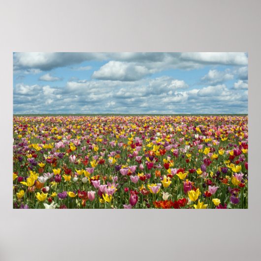 Bloemen | Tulpen Willamette Valley Oregon Poster (Voorkant)