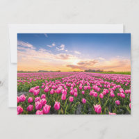 Bloemen | Tulpen Zuid-Holland, Nederland