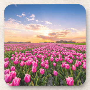 Bloemen   Tulpen Zuid-Holland, Nederland Bier Onderzetter