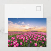 Bloemen | Tulpen Zuid-Holland, Nederland Briefkaart (Voorkant / Achterkant)