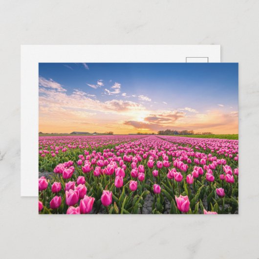 Bloemen | Tulpen Zuid-Holland, Nederland Briefkaart (Voorkant / Achterkant)