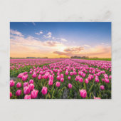 Bloemen | Tulpen Zuid-Holland, Nederland Briefkaart (Voorkant)