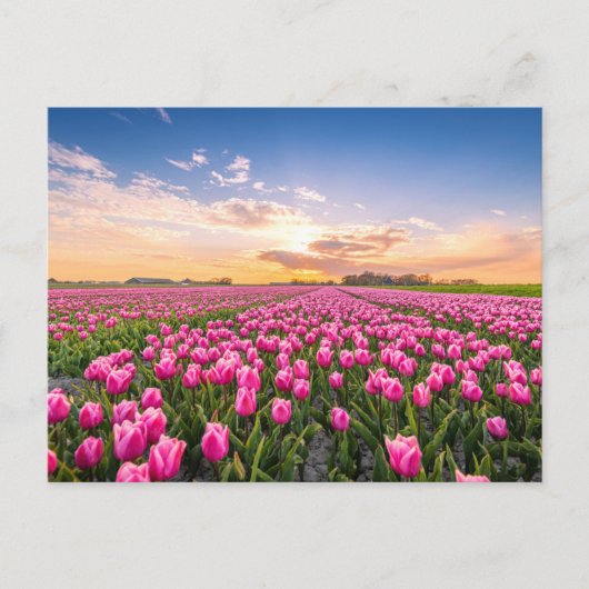 Bloemen | Tulpen Zuid-Holland, Nederland Briefkaart (Voorkant)